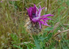 Centaurea polyacantha