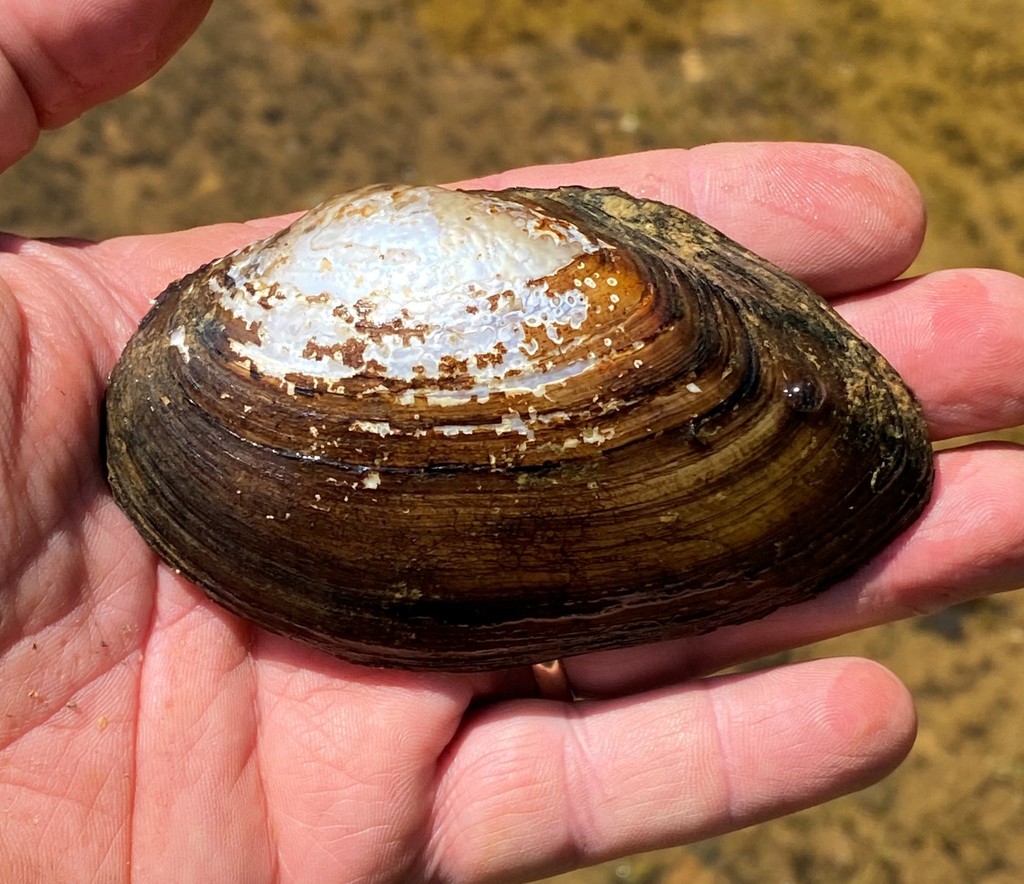 Eastern Floater Mussel from Chattahoochee River, Anderson Park boat ...