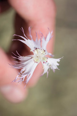 Dianthus broteri