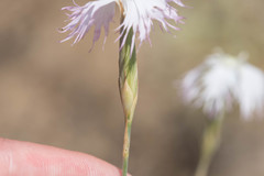 Dianthus broteri