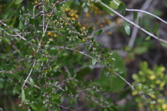 Sideroxylon celastrinum