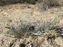 Oreocarya flavoculata