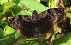 Noctuana haematospila