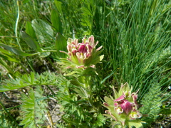 Castilleja cusickii