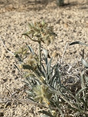Oreocarya flavoculata