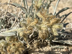 Oreocarya flavoculata