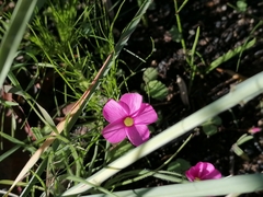 Oxalis eckloniana-nidulans