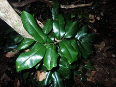 Mischocarpus pyriformis