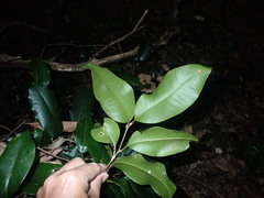 Mischocarpus pyriformis