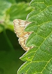 Euclidia glyphica