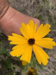 Coreopsis falcata