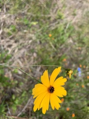 Coreopsis falcata