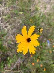 Coreopsis falcata