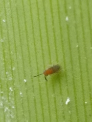 Anagyrus