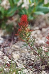 Castilleja covilleana