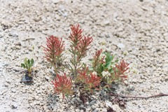Castilleja covilleana