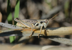 Melanoplus confusus