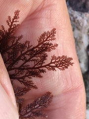 Microcladia coulteri