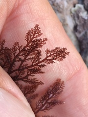 Microcladia coulteri