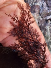 Microcladia coulteri