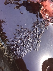 Microcladia coulteri