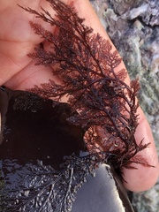 Microcladia coulteri