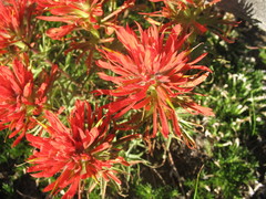 Castilleja covilleana
