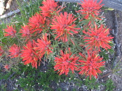 Castilleja covilleana