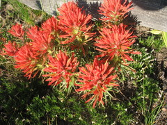 Castilleja covilleana