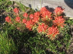 Castilleja covilleana