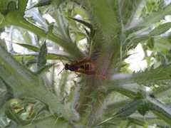 Polistes billardieri