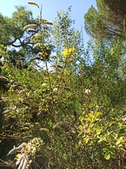 Cytisus arboreus