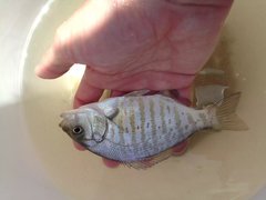 Amphistichus argenteus