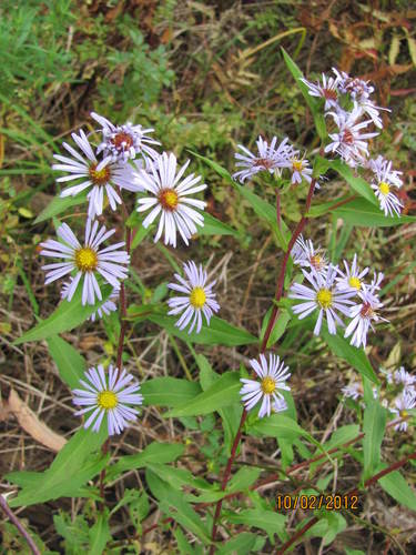 Symphyotrichum puniceum