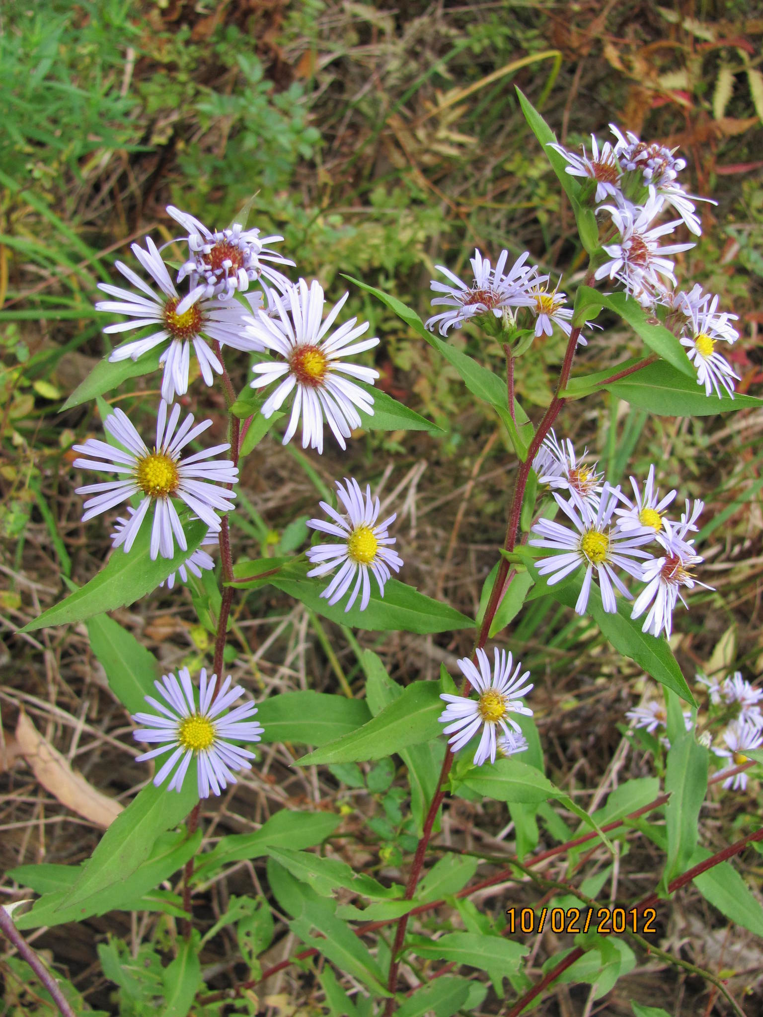 Symphyotrichum puniceum