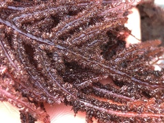 Neoptilota densa