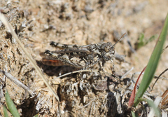 Psoloessa delicatula