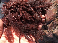 Neoptilota densa