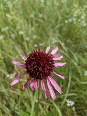 Echinacea angustifolia