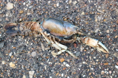 Procambarus steigmani