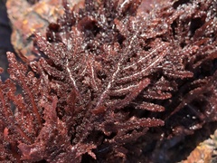 Neoptilota densa