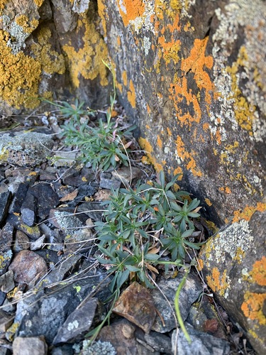 Carson Range rockcress (Arabis tiehmii)