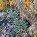 Tiehm's Rockcress - Photo (c) Duncan Bell, some rights reserved (CC BY-NC), uploaded by Duncan Bell