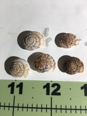 Anguispira strongylodes