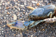 Procambarus steigmani