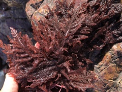 Neoptilota densa