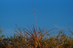 Tillandsia huamelulaensis