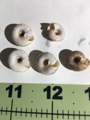 Anguispira strongylodes