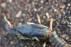 Procambarus steigmani