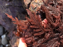 Neoptilota densa